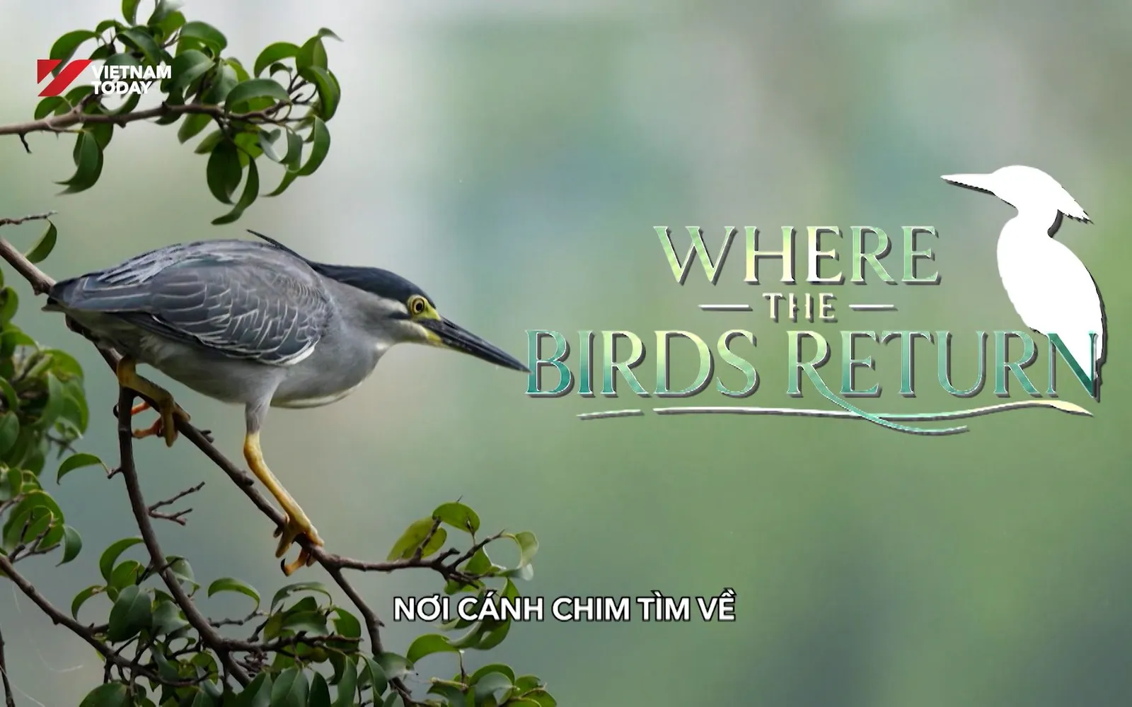 Where the birds return | I-Report