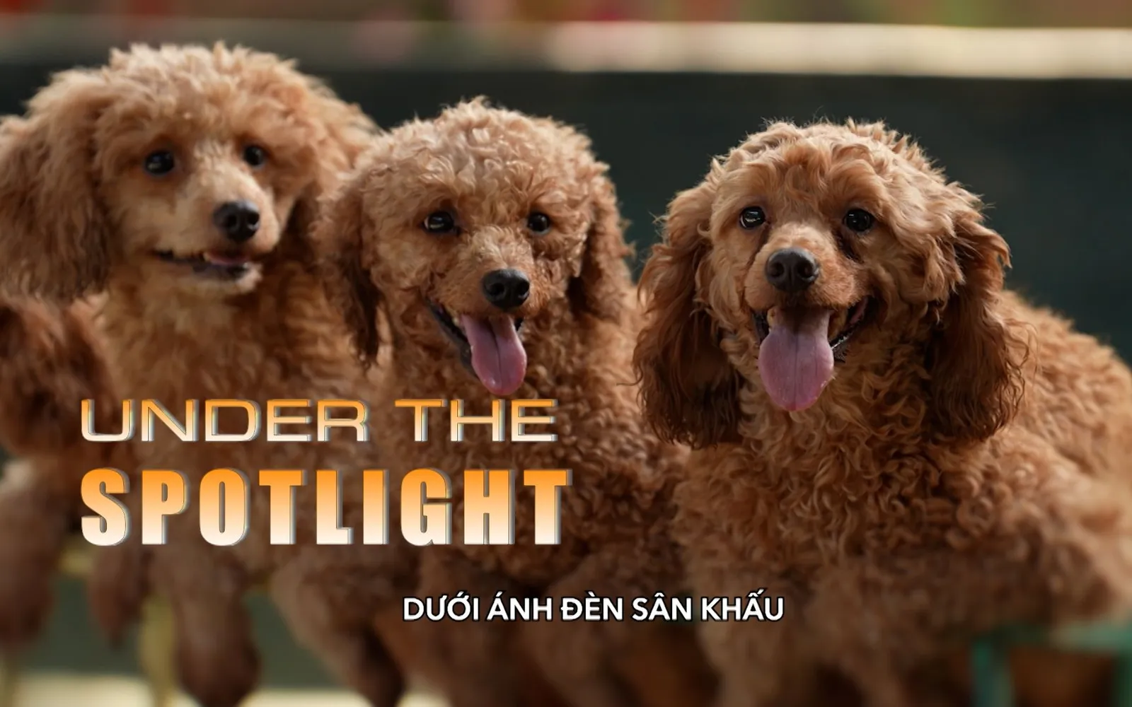 Under the Spotlight | The Lens