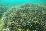 Nha Trang bay marine ecosystem records positive recovery