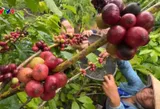 Agriculture sustains growth momentum in H1, strengthening foundation for green development