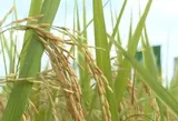 One-million-hectare rice plan enters new phase