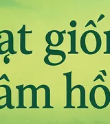 Hạt giống tâm hồn - Gặp lại cha sau nhé