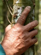 Hearts Guarding the Forest - Insights