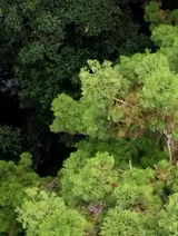 Preservation of rare water conifers - Vibes of Vietnam