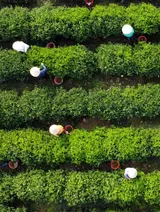 Vietnam's finest tea | Local Towards Global