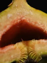 The unique flavors of Hue figs | Flavours and Beyond