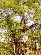 Preserving heritage trees