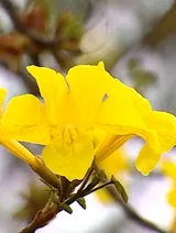 Flower streets beautify Hà Nội