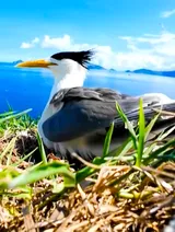 The terns of Côn Đảo | Vietnam Wild Live