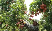 Ưu tiên thông quan nhanh vải tươi tại cửa khẩu