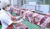 Vận hành sàn giao dịch thịt lợn từ cuối tháng 4