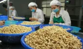 Nghịch lý Việt Nam nhập khẩu hạt điều cao hơn xuất khẩu