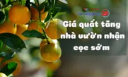 Giá quất tăng, nhà vườn nhận cọc sớm