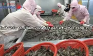 Xuất khẩu tôm năm 2024 đạt gần 4 tỷ USD, tăng 15%