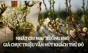 Nhất chi mai "xuống phố", giá chục triệu đồng vẫn hút khách Thủ đô