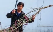 Đừng chờ ngày 29 - 30 Tết mới mua hoa giá rẻ!