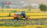 Giá nông sản ngày (3/2): Hồ tiêu neo ở mức cao, cà phê và lúa gạo ổn định