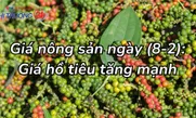 Giá nông sản ngày (8/2): Giá hồ tiêu tăng mạnh