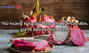 "Nữ hoàng trái cây" được thế giới săn đón, giá rẻ bèo tại Việt Nam