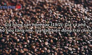 Giá nông sản hôm nay (19/2): Giá cà phê, hồ tiêu tăng nhẹ, lúa gạo biến động trái chiều