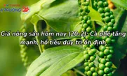 Giá nông sản hôm nay (20/2): Cà phê tăng mạnh, hồ tiêu duy trì ổn định