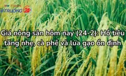 Giá nông sản hôm nay (24-2): Hồ tiêu tăng nhẹ, cà phê và lúa gạo ổn định