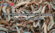 Tôm thương phẩm giá tăng gấp đôi, nông dân trúng đậm