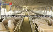 Thu hút đầu tư vào chăn nuôi công nghệ cao