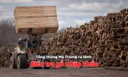 Tổng thống Mỹ Trump ra lệnh điều tra gỗ nhập khẩu