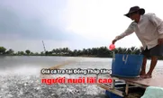 Giá cá tra tại Đồng Tháp tăng, người nuôi lãi cao