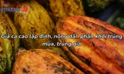Giá ca cao lập đỉnh, nông dân phấn khởi trúng mùa, trúng giá