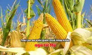 Thái Lan dự kiến giảm thuế nhập khẩu ngô từ Mỹ