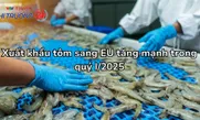 Xuất khẩu tôm sang EU tăng mạnh trong quý I/2025