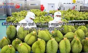 Xuất khẩu rau quả chế biến sang Mỹ tăng mạnh hơn 57% đầu năm 2025