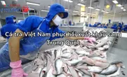 Cá tra Việt Nam phục hồi xuất khẩu sang Trung Quốc