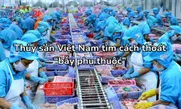Thủy sản Việt Nam tìm cách thoát “bẫy phụ thuộc”