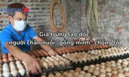 Giá trứng lao dốc, người chăn nuôi "gồng mình" chống lỗ