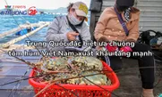 Trung Quốc đặc biệt ưa chuộng tôm hùm Việt Nam, xuất khẩu tăng mạnh