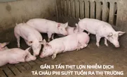 Thu giữ gần 3 tấn thịt lợn nhiễm dịch tả châu Phi suýt tuồn ra thị trường tại Hà Nam