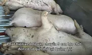 Phát hiện xe ô tô vận chuyển 9 con lợn chết đến cơ sở giết mổ tại Quảng Trị