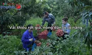 Vải thiều rớt giá, nông dân lo lỗ nặng