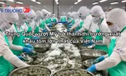 Trung Quốc vượt Mỹ trở thành thị trường xuất khẩu tôm lớn nhất của Việt Nam