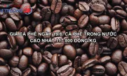 Giá cà phê ngày 19/8: Cà phê trong nước cao nhất 117.800 đồng/kg