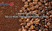 Cà phê tăng giá do lo ngại thiếu hụt nguồn cung