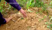 Muôn màu cuộc sống: Những khu rừng gỗ lớn ở Quảng Trị