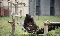 Hanoi inaugurates first rescued bears house