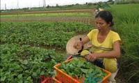 Farm co-operatives improve the lives of local farmers in Thua Thien - Hue