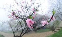 Sa Pa tourists eager to enjoy the cherry blossoms