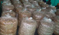 Mushroom cultivation creates local jobs