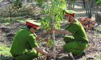 Heritage trees raise awareness over environmental protection